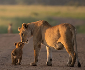 lioness pride